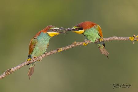 BEE-EATERS FEEDING EACH OTHER