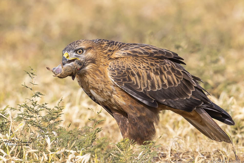 Long-legged buzzard in breafast van Haim Mizrachy