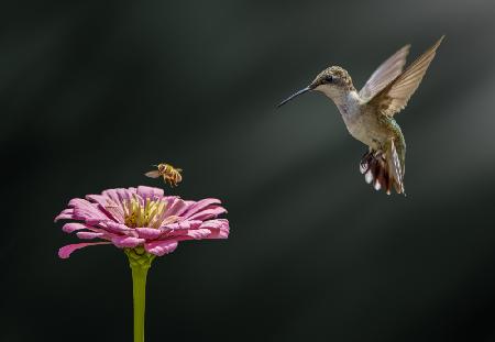 Hummingbird, bee, and flower
