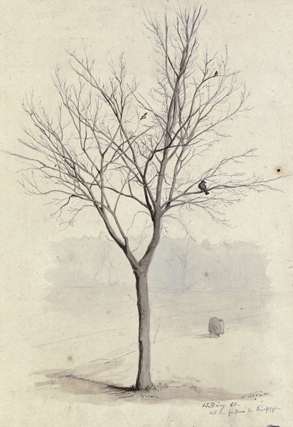 Leafless tree with birds van Hans Thoma