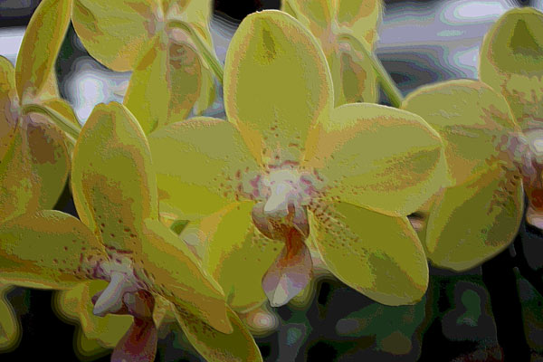 Orchidee 0044 van Harald Albrecht