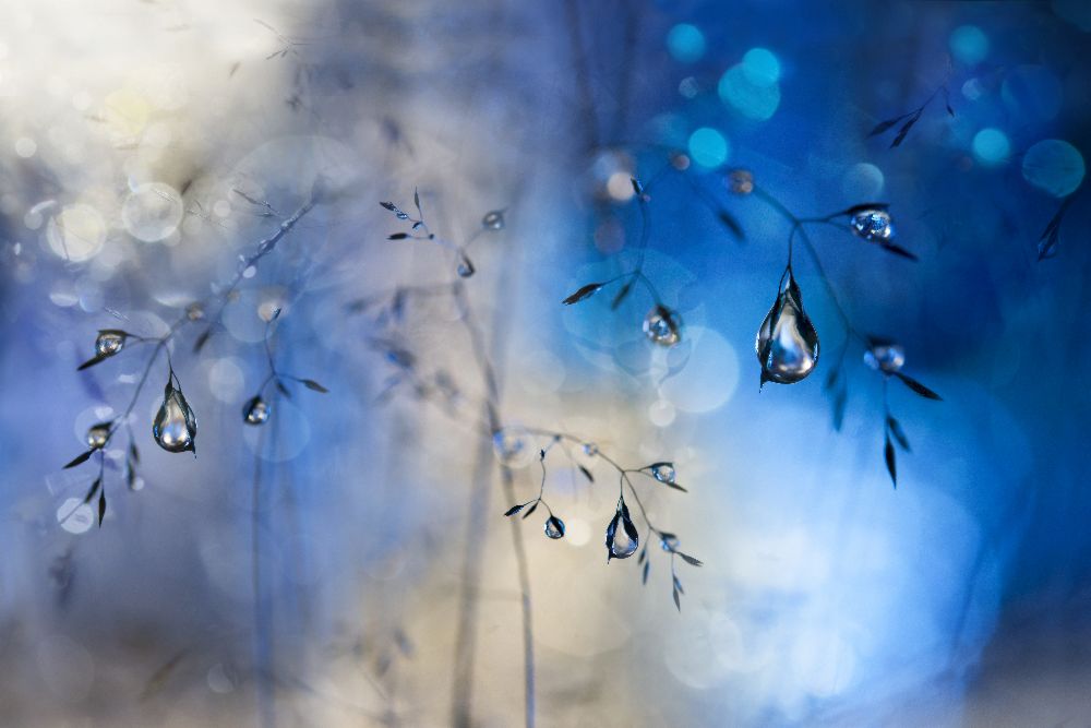 Blue rain van Heidi Westum