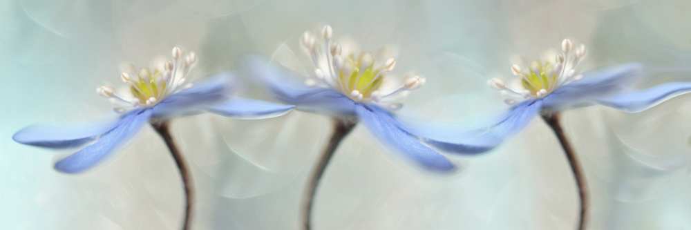 Dancing anemones van Heidi Westum