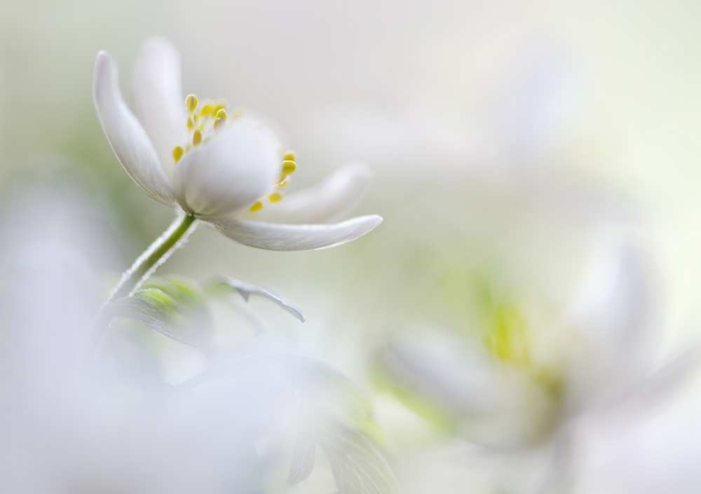 White Spring van Heidi Westum