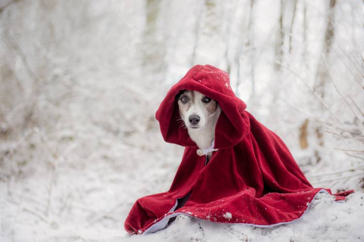 Little Red Riding Hood in Winter van Heike Willers