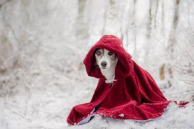 Little Red Riding Hood in Winter