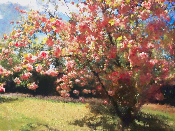 Cherry Blossom van Helen White