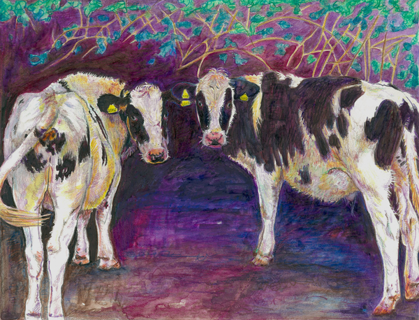 Sheltering cows van Helen White