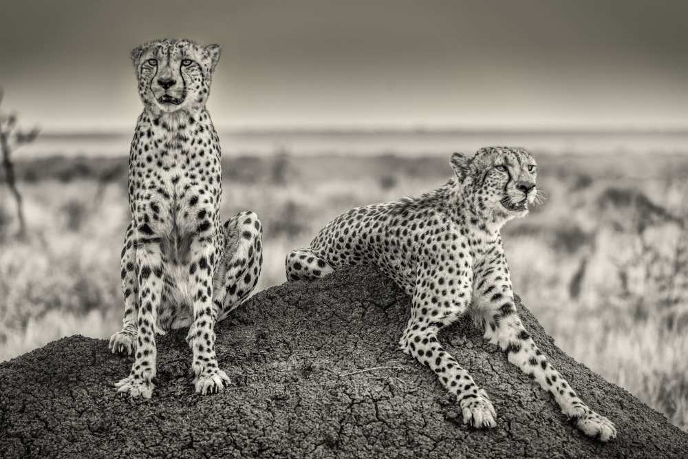 Two Cheetahs watching out van Henrike Scheid