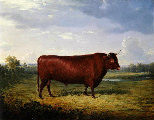 Portrait of a Brown Bull, 1834 (oil on canvas) van Henry Calvert