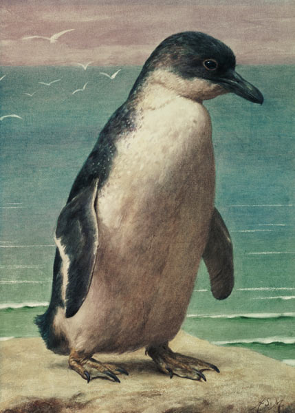 Study of a Penguin van Henry Stacey Marks
