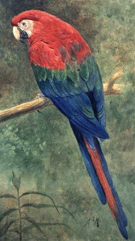 Red and Blue Macaw (w/c heightened with white on paper) van Henry Stacey Marks