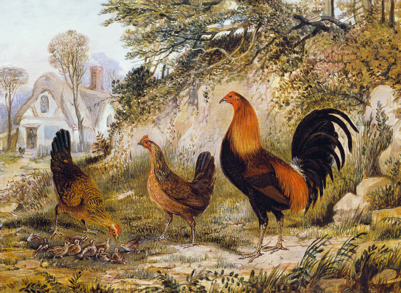 Cockerel, Hens and Chicks van Henry Thomas Alken