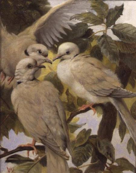 Three Ringed Doves van Henry Weekes
