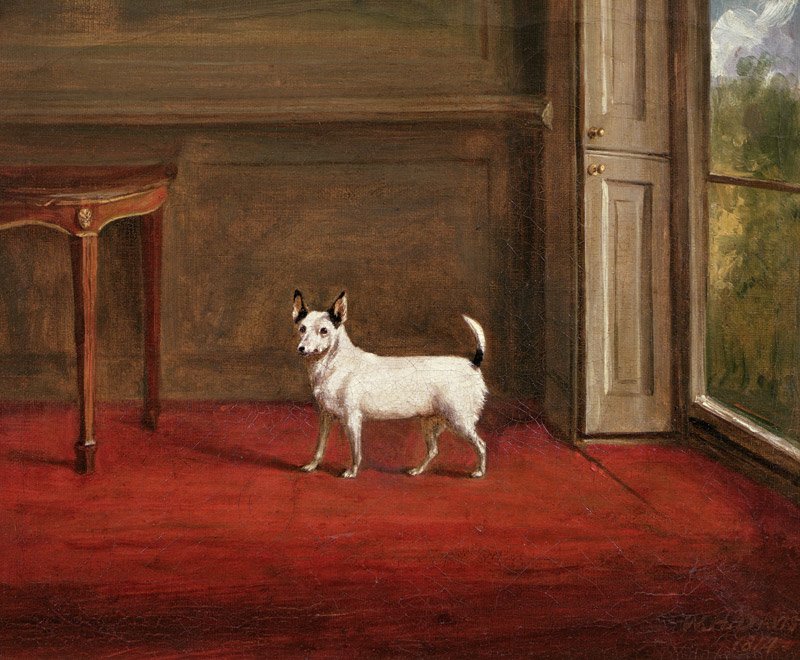 Portrait of a Jack Russell Terrier (in Regency Interior) van Henry William Banks Davis