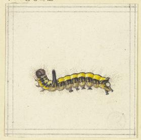 A yellow caterpillar