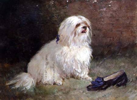 A Maltese Terrier van Heywood Hardy