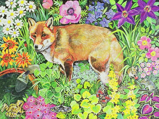 The Barnet Fox  van Hilary  Jones