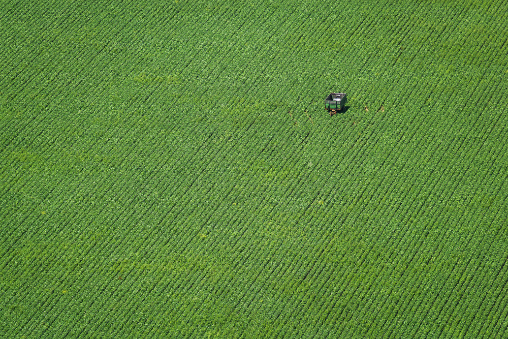Corn field van Hober Szabolcs