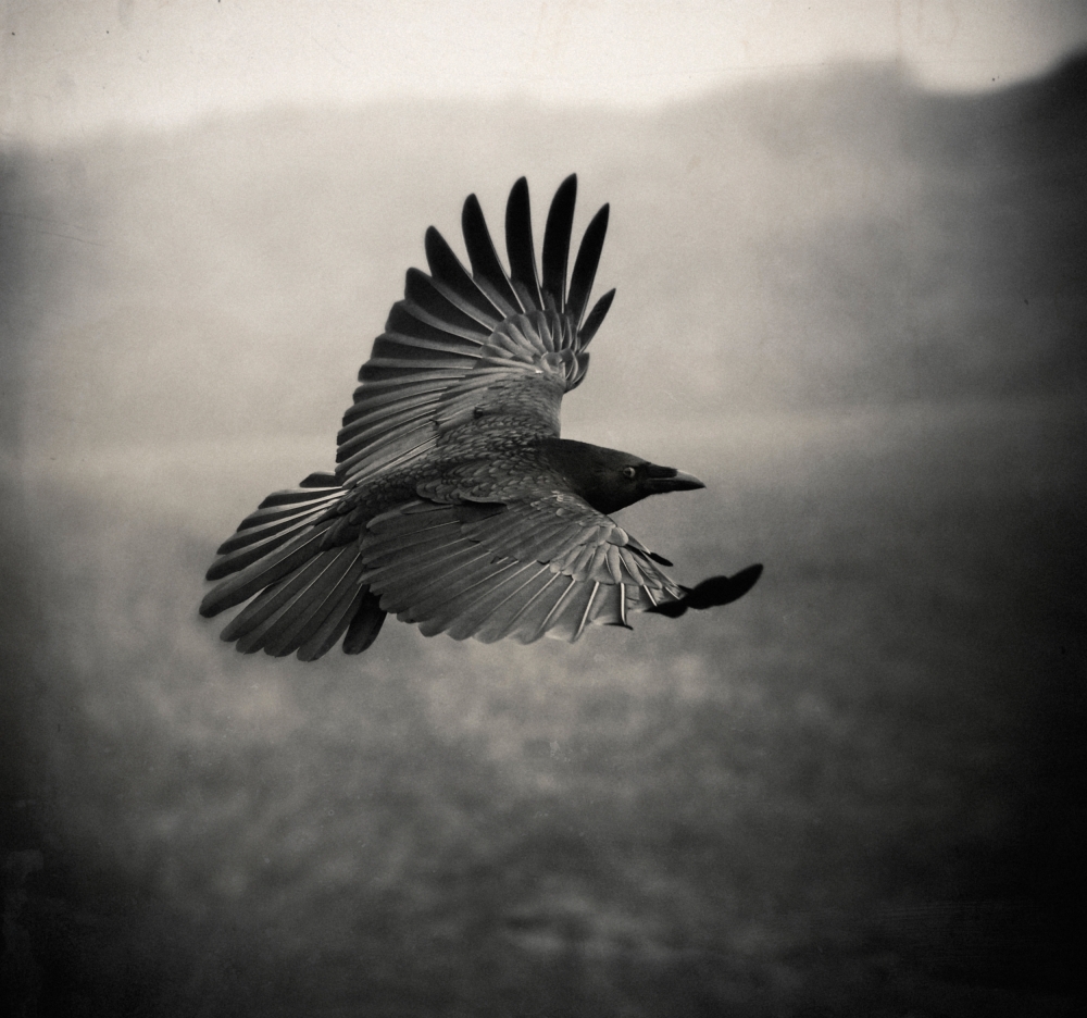 the Crow van Holger Droste