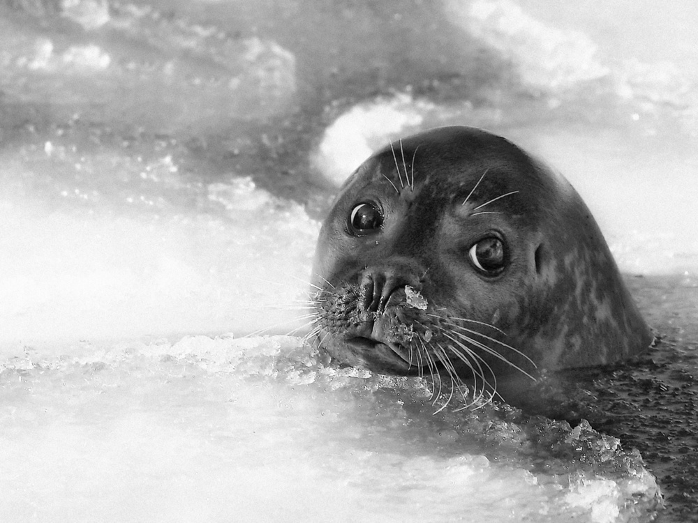 young seal van Holger Droste