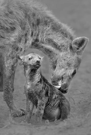 Hyena and her cub