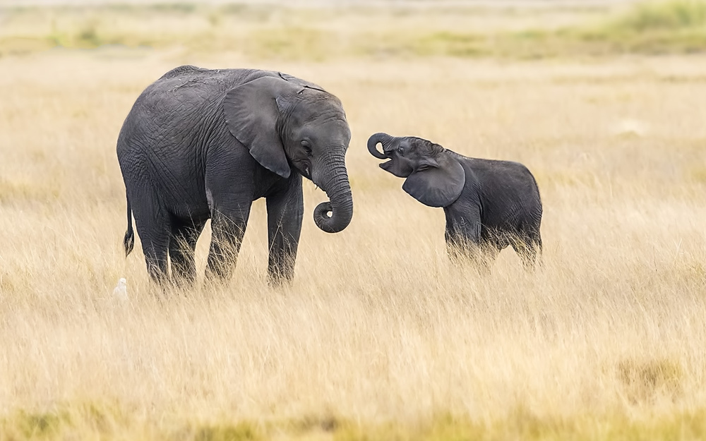 Mother and baby elephants van Hua Zhu