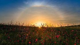 Red poppies and sunrise