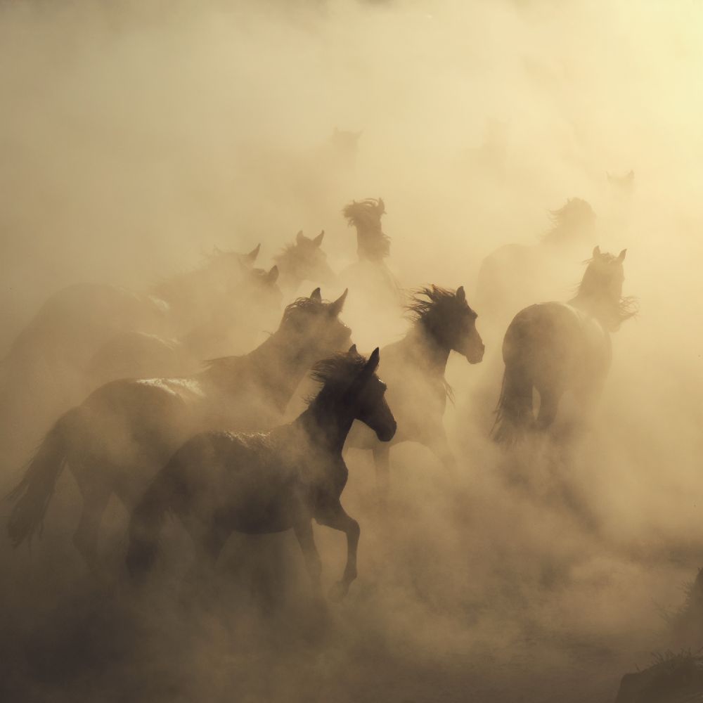 migration of horses van Hüseyin Taskin