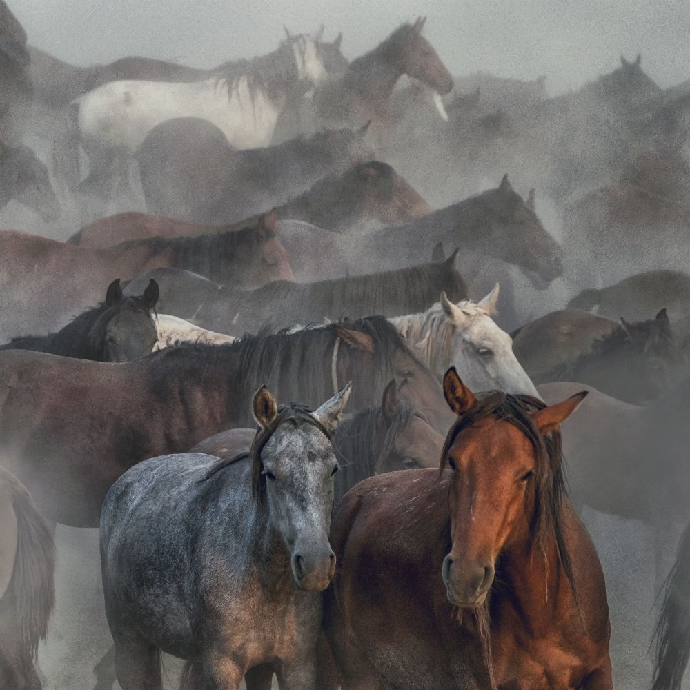 Two Horses van Hüseyin Taskin
