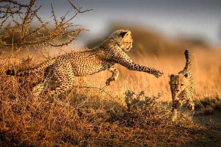Two cheetahs in the morning light
