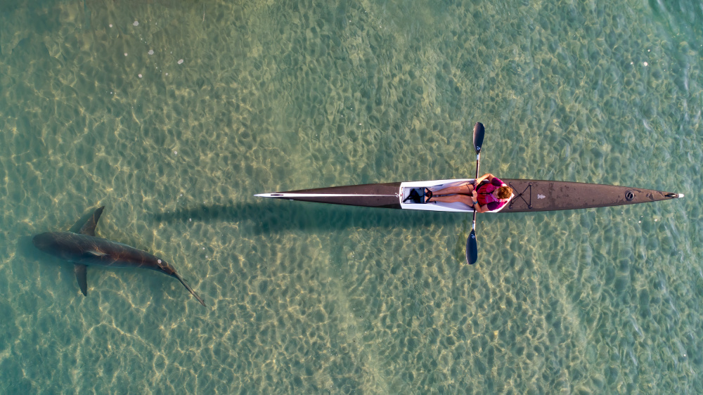shark kayaking van Ido Meirovich