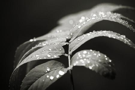 A Diamond Leaf