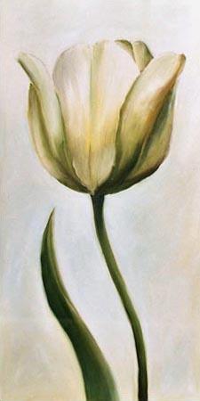 Weiße Tulpe 1