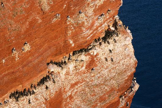 Helgoland - Roter Felsen - Lummenfelsen van Ingo Wagner