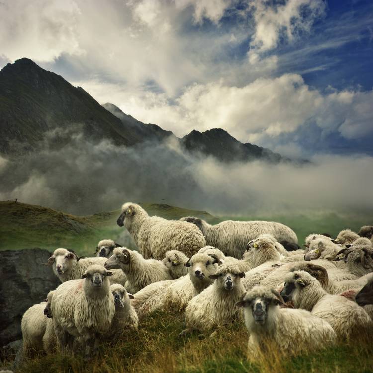 The Silence of the Lambs van Istvan Kadar