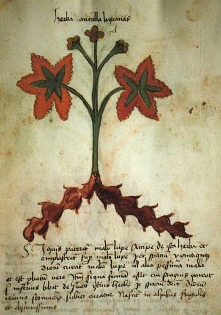 Ms 320 M Fol.13r Herba Antollas Lupanas, from 'Liber Herbarius una cum rationibus conficiendi medica van Scuola pittorica italiana