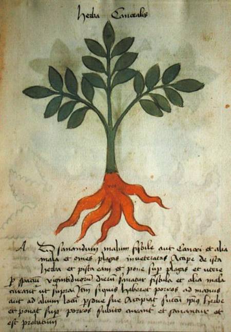 Ms 320 M fol.14r Herba Cancealis, from 'Liber Herbarius una cum rationibus conficiendi medicamenta' van Scuola pittorica italiana