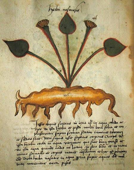 Ms 320 M Fol.29v Herba Nastrusio, from 'Liber Herbarius una cum rationibus conficiendi medicamenta' van Scuola pittorica italiana