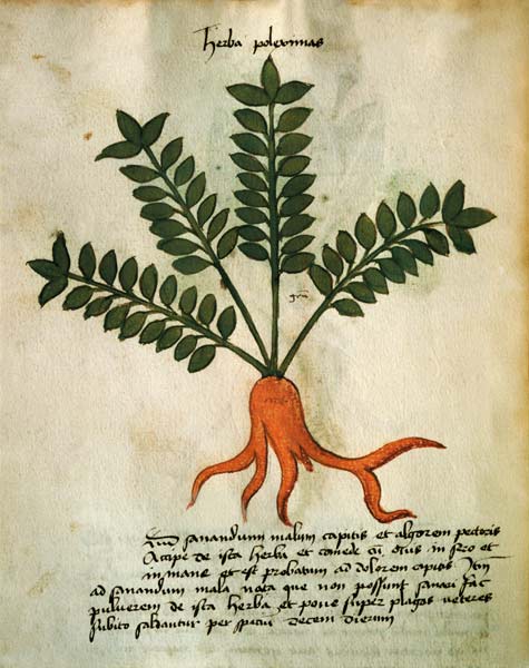 Ms 320 M Fol.31 Herba Poleximas, from 'Liber Herbarius una cum rationibus conficiendi medicamenta' b van Scuola pittorica italiana
