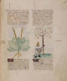 Collecting Turpentine, from 'Tractatus de Herbis' by Pedanius Dioscorides c.40-90 AD)