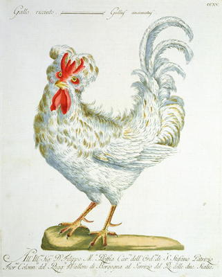 Curly-Haired Cockerel, c.1767-76 (hand coloured engraving) van Italian School, (18th century)