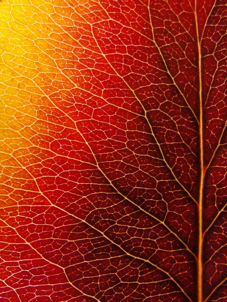Autumn Leaf van Ivan Lesica