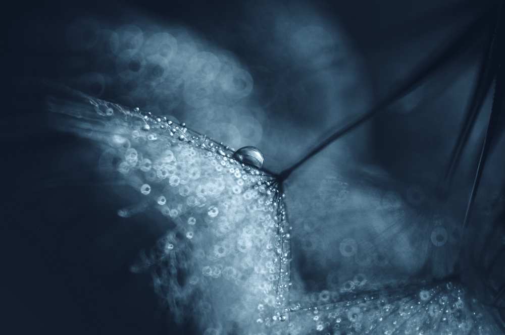 Blue dandelions van Ivelina Blagoeva