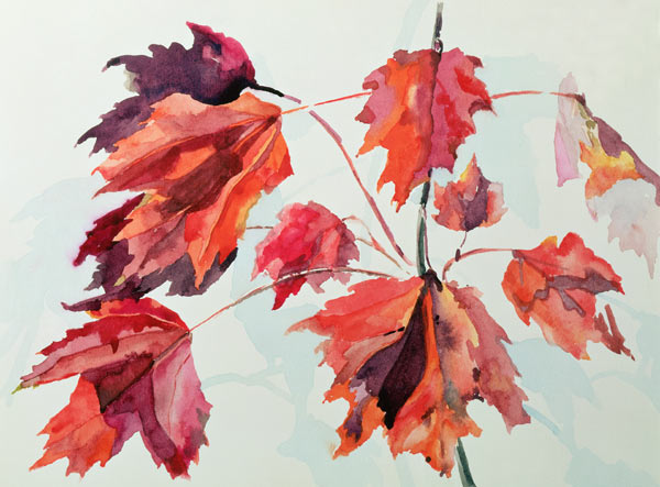 No.24 Autumn Maple Leaves (w/c)  van Izabella  Godlewska de Aranda