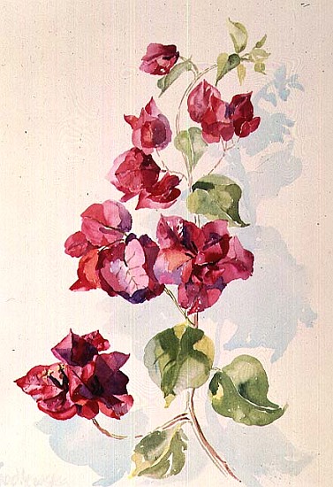 No.2 Bougainvillea Red (w/c)  van Izabella  Godlewska de Aranda