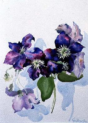 Clematis, 1998 (w/c on paper) 