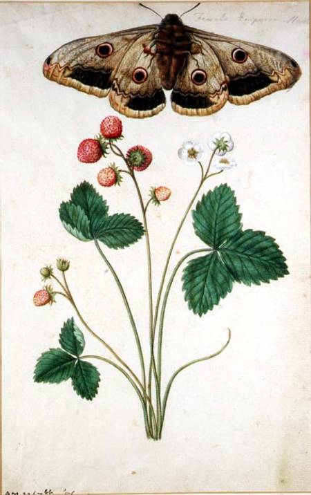 Female Emperor Moth (Saturnia Pavonia) and Wild Strawberry (Fragaria vesca) van J. Le Moyne des Morgues
