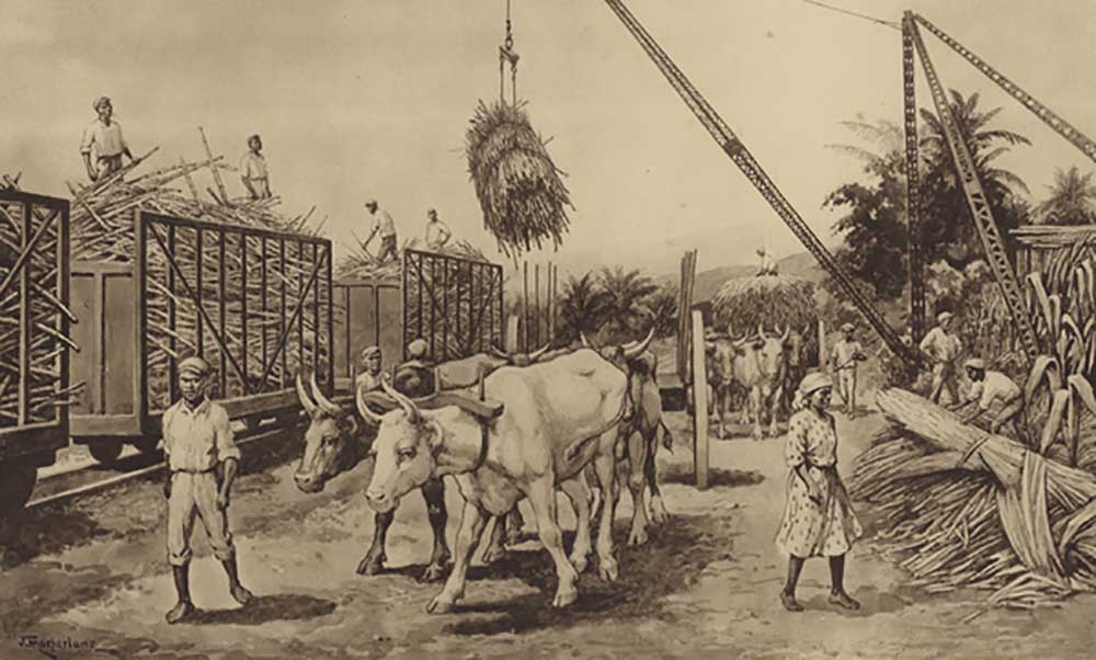 Loading sugar canes in Jamaica van J. Macfarlane