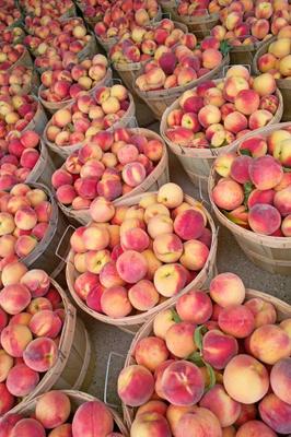 Bushels of Fresh Peaches van Jack Kunnen
